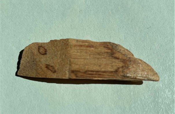 Aquilaria Holzchip