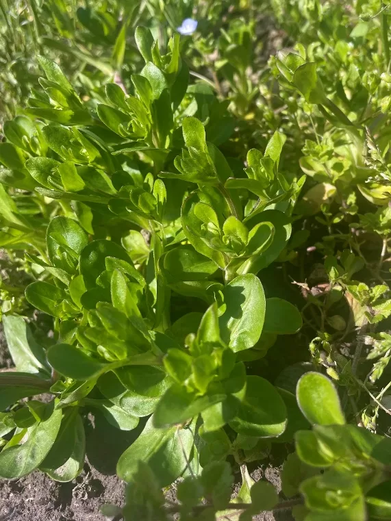 Nüsslisalat