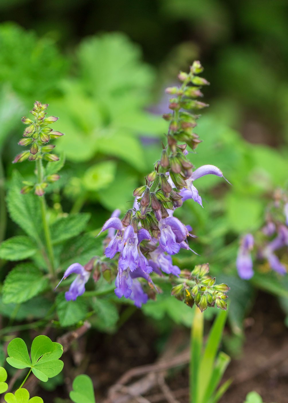 Salvia miltiorrhiza